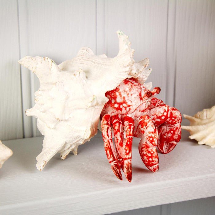 Coral Creatures - Hermit Crab - Coral Creatures from thetraditionalgiftshop.com
